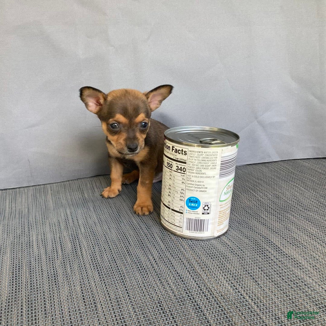 Chihuahua dogs for sale: Reggie - Image 11