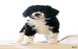 Cockapoo dogs for sale: Brady - Image 4