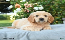 Miniature Golden Retriever dogs for sale: Savannah - Image 2