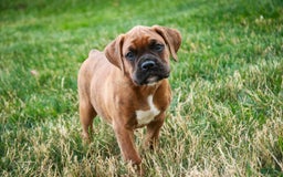 Boxer dogs for sale: Crew - Image 4