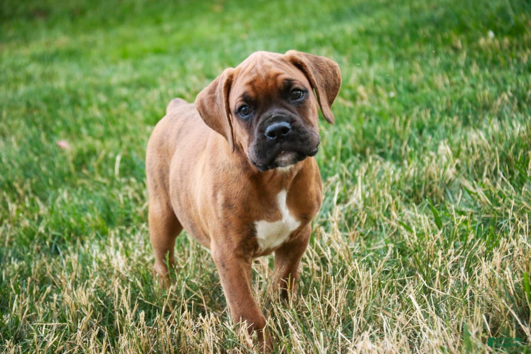 Boxer dogs for sale: Crew - Image 4
