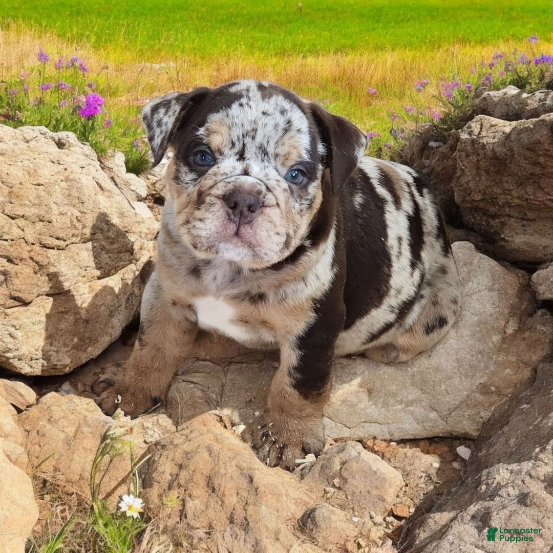 English Bulldog dogs for sale: Stoney - Image 3