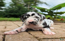 Great Dane dogs for sale: Nino - Image 4