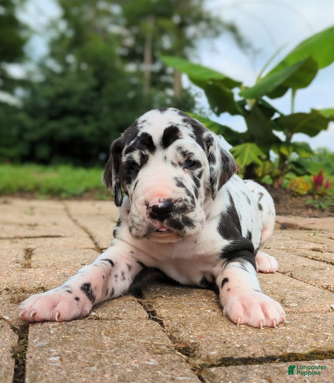 Great Dane dogs for sale: Nino - Image 4