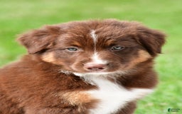 Australian Shepherd dogs for sale: Jax - Image 4