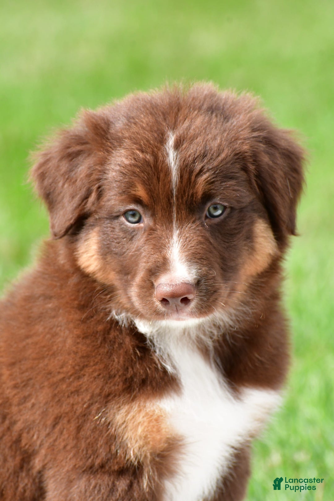 Australian Shepherd dogs for sale: Jax - Image 4