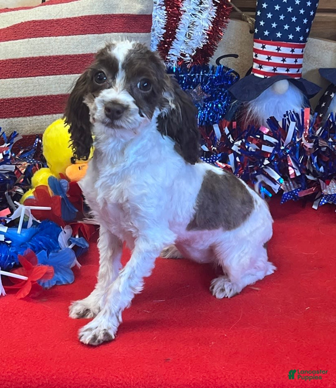 Cockapoo dogs for sale: Bessie - Image 2