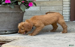 Goldendoodle dogs for sale: Ranger - Image 2