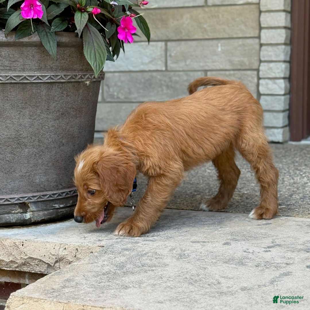 Goldendoodle dogs for sale: Ranger - Image 2