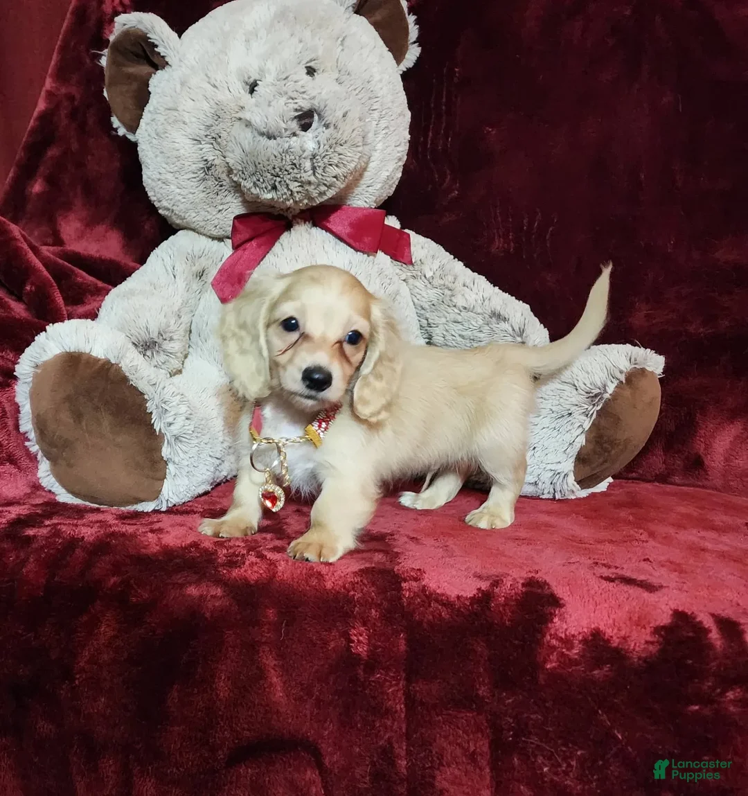 Miniature Dachshund dogs for sale: Nugget - Image 29