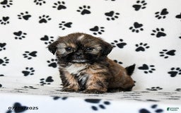 Shih Tzu dogs for sale: Penny - Image 2