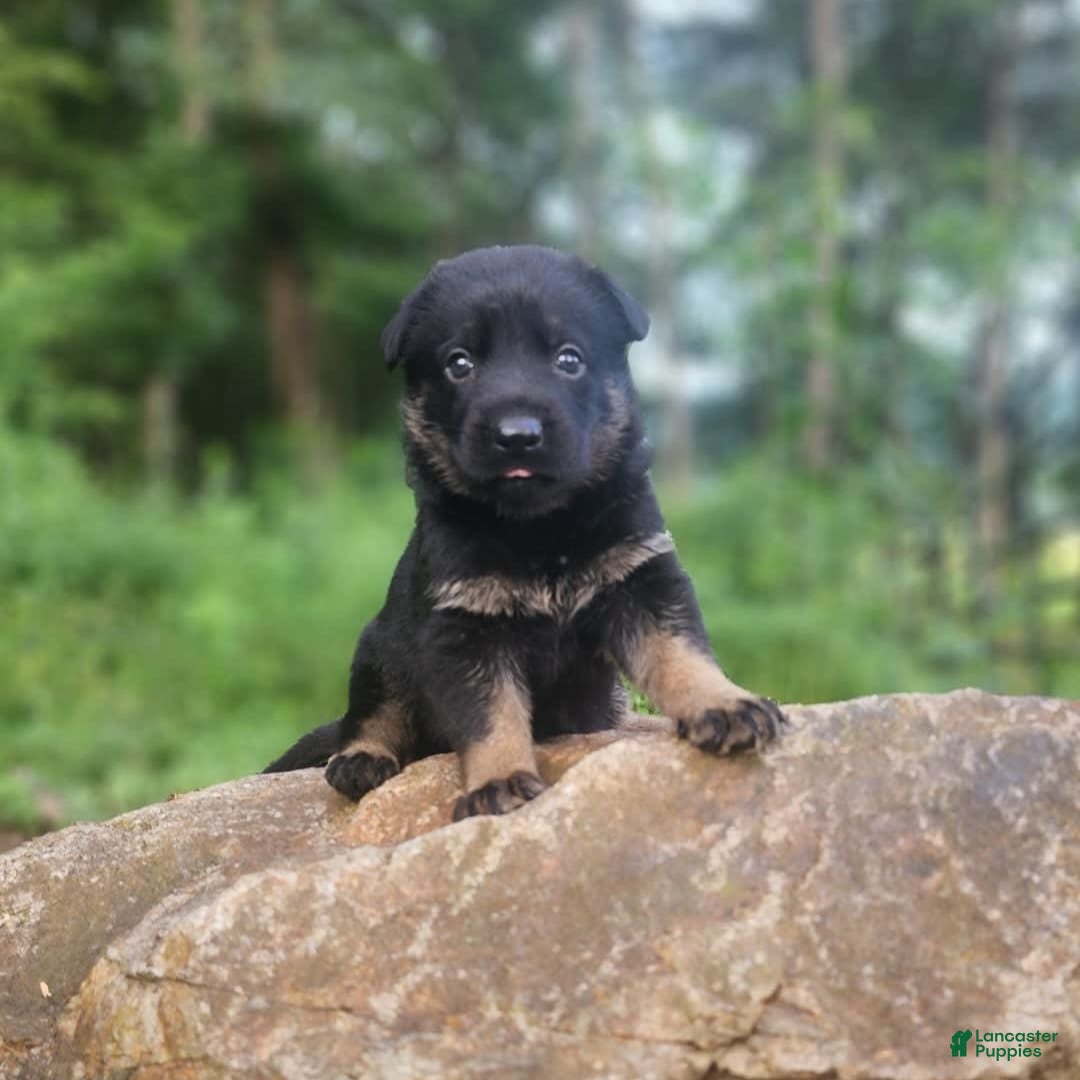 German Shepherd dogs for sale: Kat - Image 13