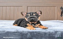 French Bulldog dogs for sale: Dahlia - Image 1