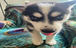 Pomsky dogs for sale: Reggie - Image 2