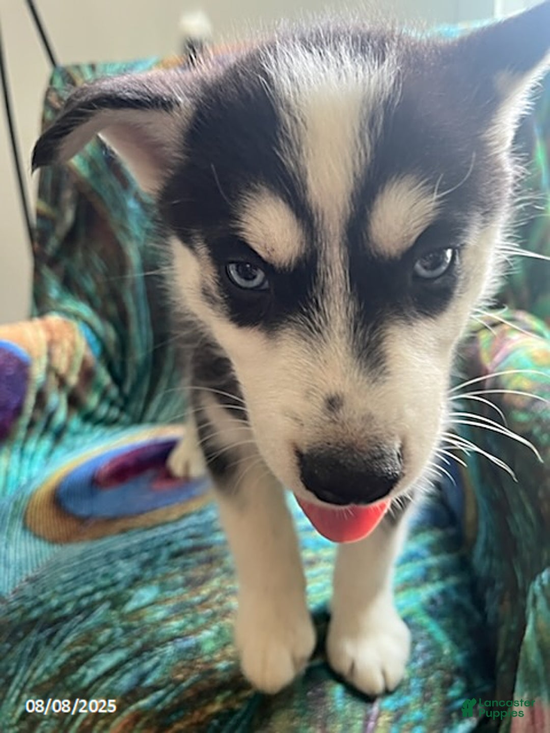 Pomsky dogs for sale: Reggie - Image 2