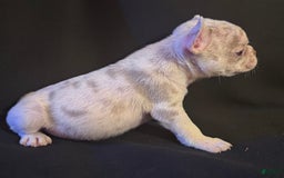 French Bulldog dogs for sale: Brooklyn - Image 3