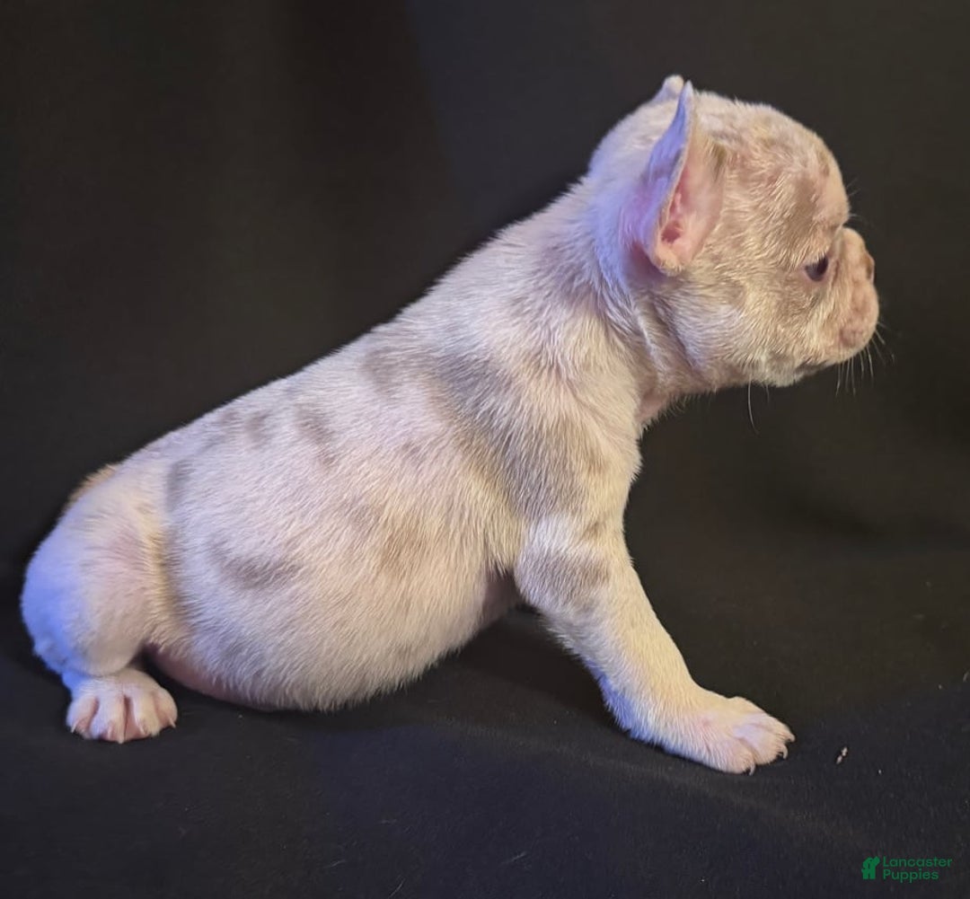 French Bulldog dogs for sale: Brooklyn - Image 3