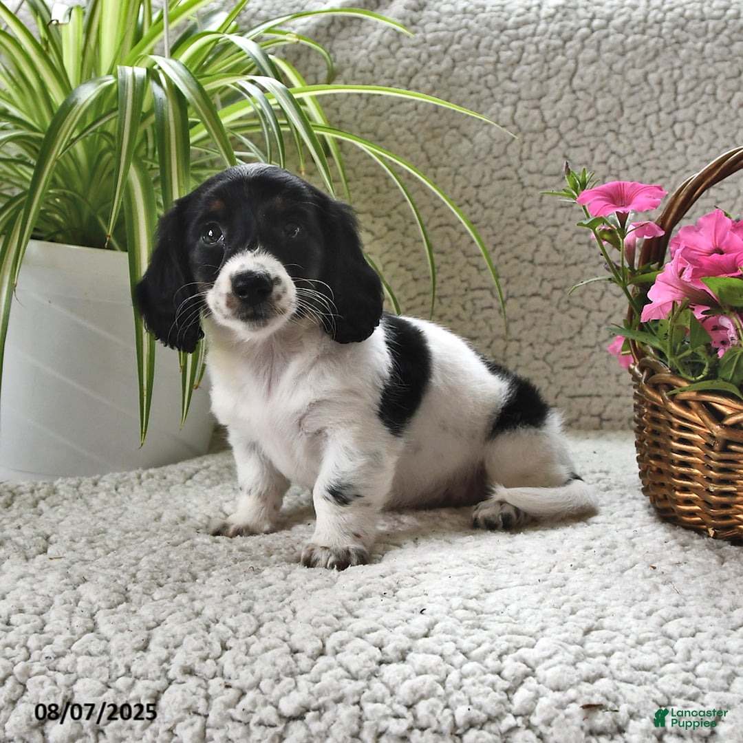Miniature Dachshund dogs for sale: Lilly - Image 1
