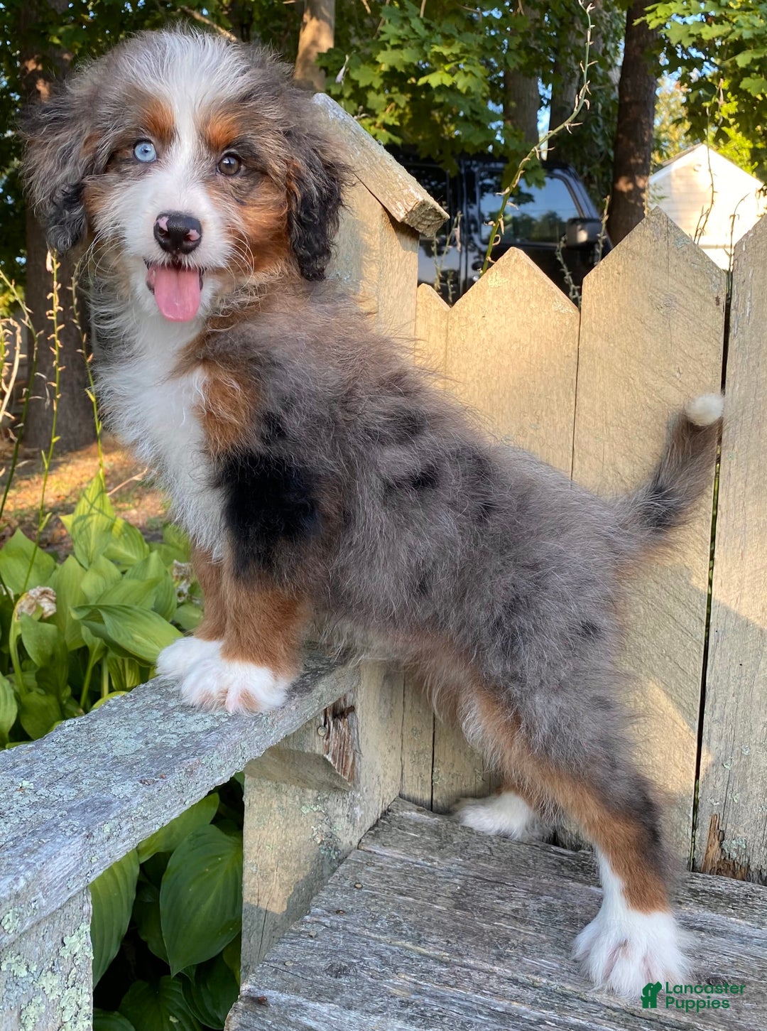 Mini Bernedoodle dogs for sale: 💛 In Boston Massachusetts 💛 One Blue Eye 💛 Mini Bernedoodle 💛 - Image 10