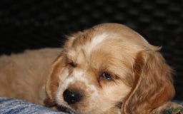 Cocker Spaniel dogs for sale: Tinka - Image 18