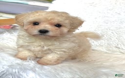 Maltipoo dogs for sale: Loki - Image 1