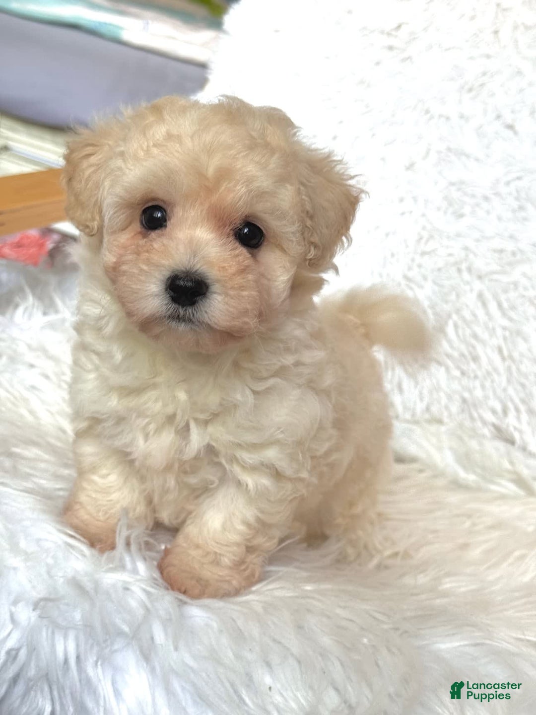 Maltipoo dogs for sale: Loki - Image 1