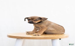 Jug dogs for sale: Willow - Image 1