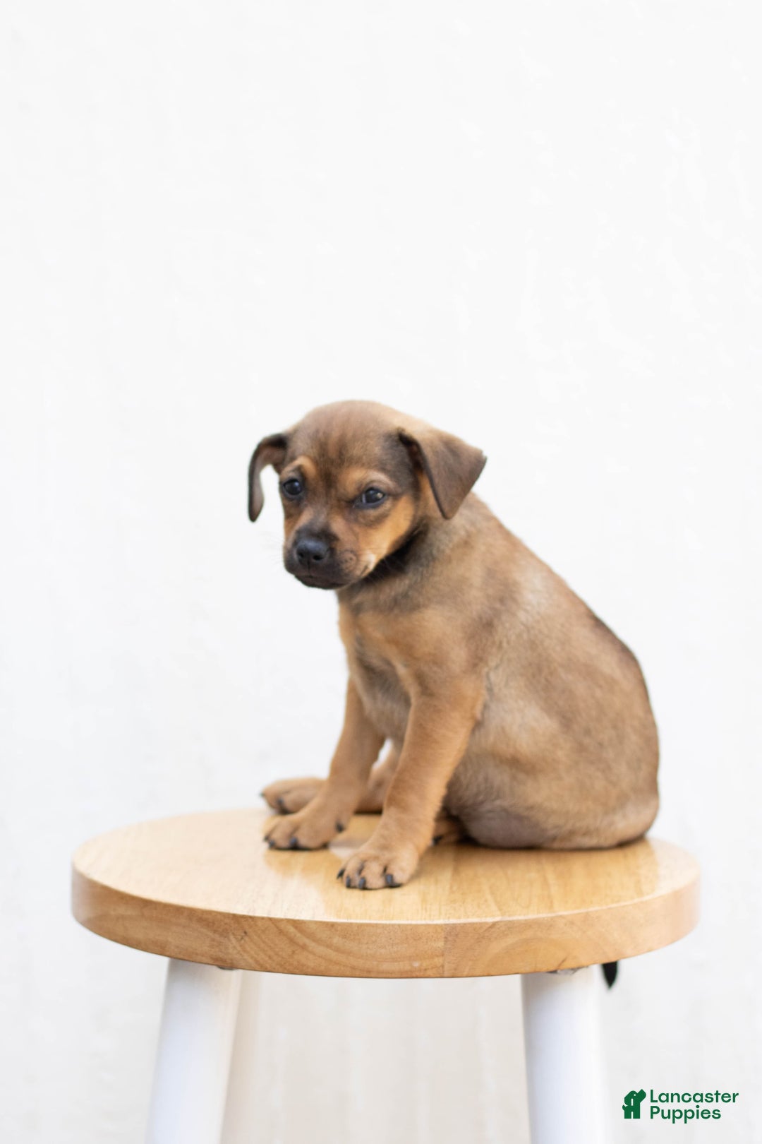 Jug dogs for sale: Willow - Image 1