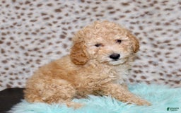 Miniature Poodle dogs for sale: Cliff - Image 3