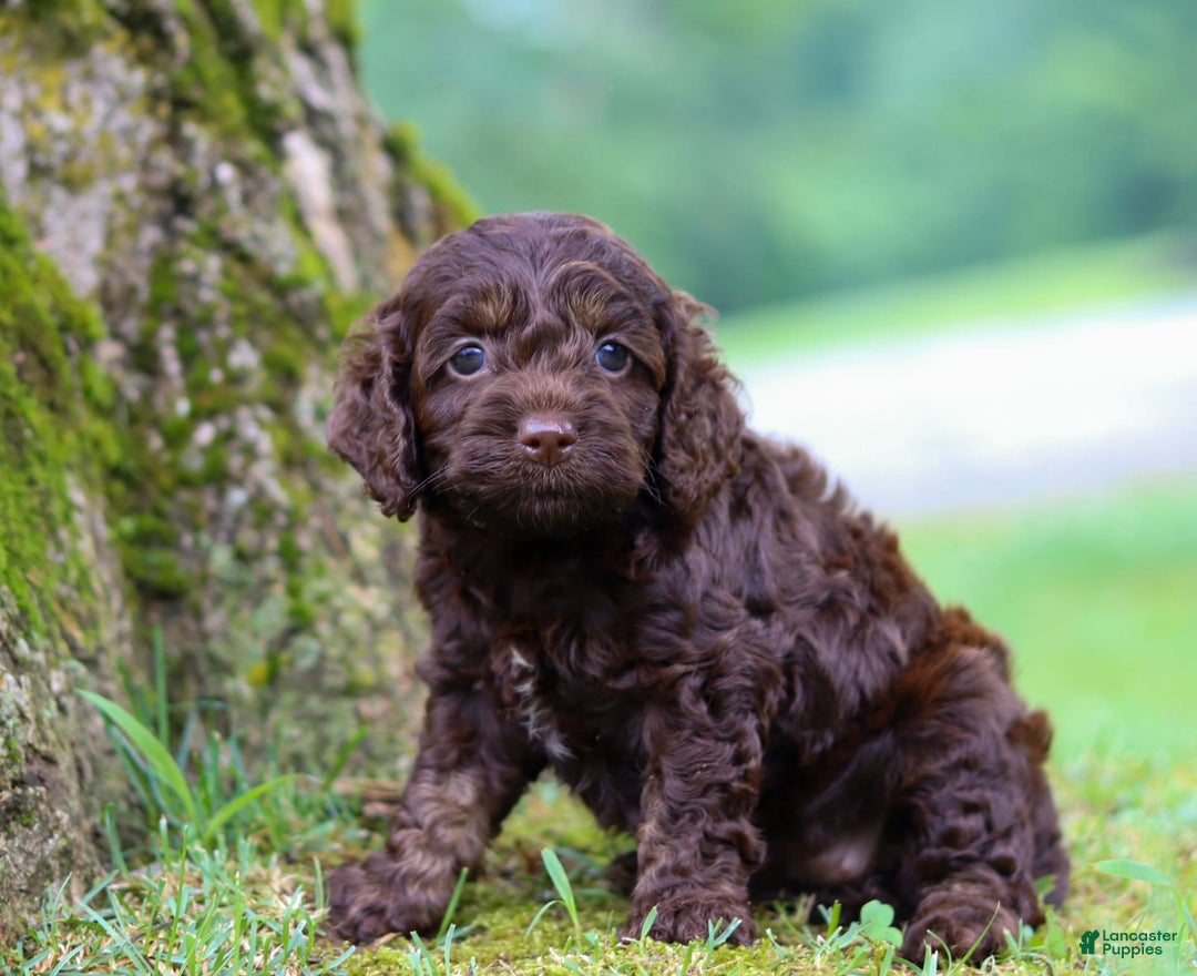 Cockapoo dogs for sale: Akira - Image 1