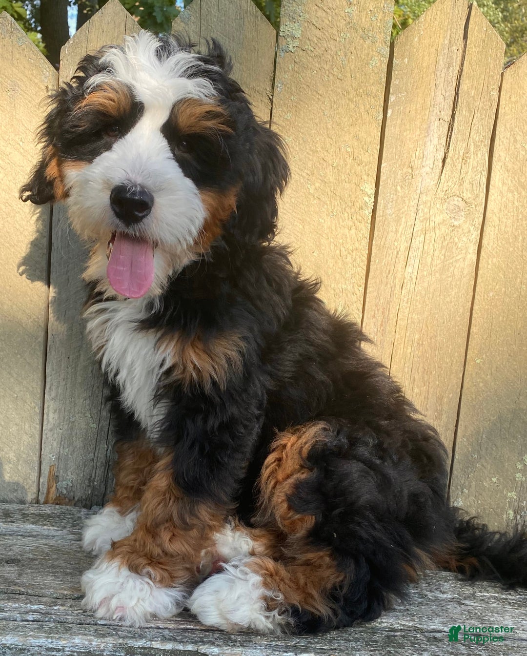Mini Bernedoodle dogs for sale: ❤️ Boston Ma ❤️ Mini Bernedoodle - Image 7