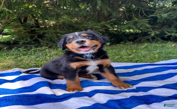 Bernese Mountain Dog dogs - Advert 30