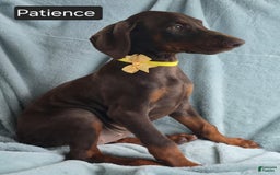 Doberman Pinscher dogs for sale: Patience - Image 4