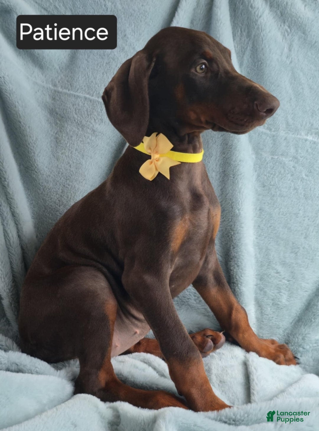 Doberman Pinscher dogs for sale: Patience - Image 4