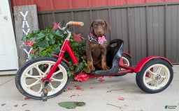 Doberman Pinscher dogs for sale: Margi - Image 7