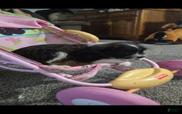 Boston Terrier dogs for sale: Mason - Image 6
