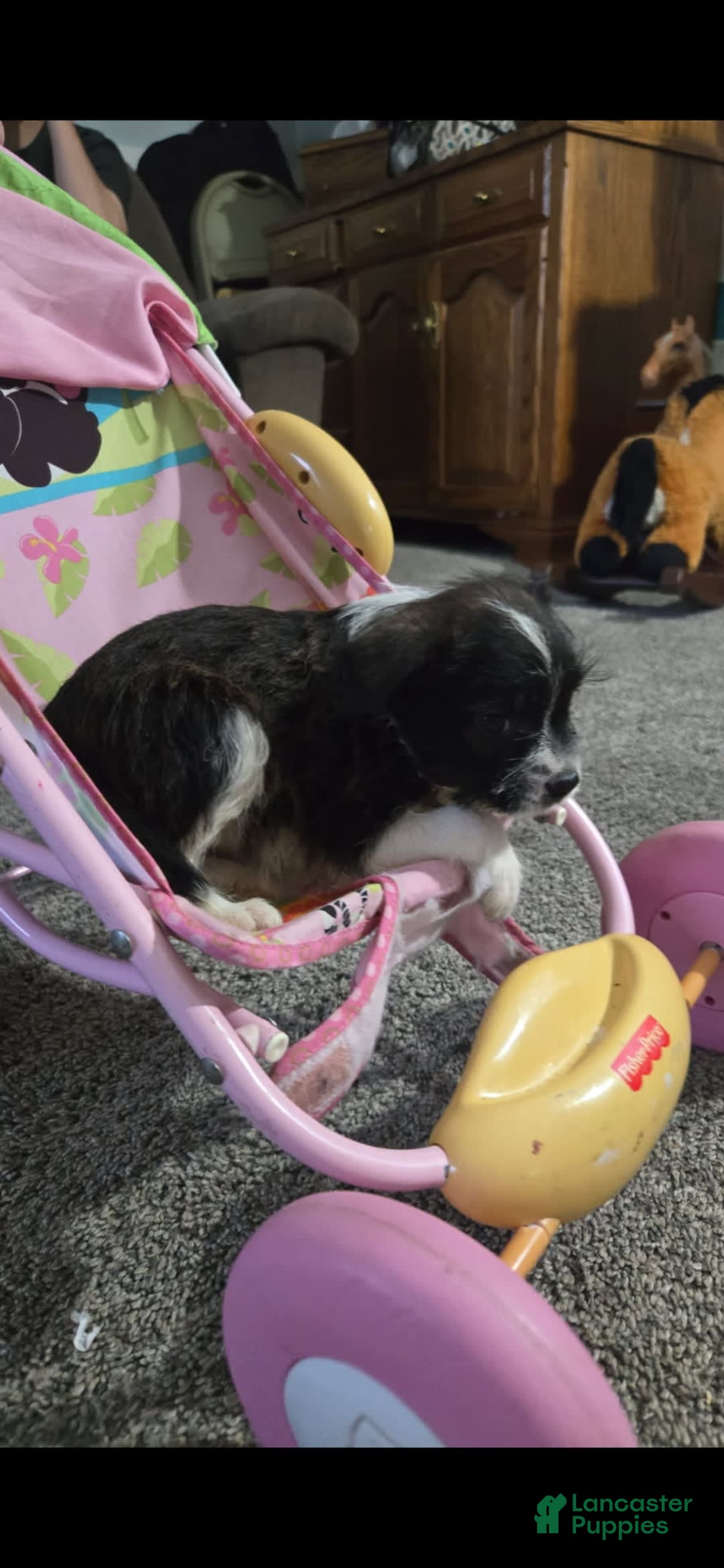Boston Terrier dogs for sale: Mason - Image 6