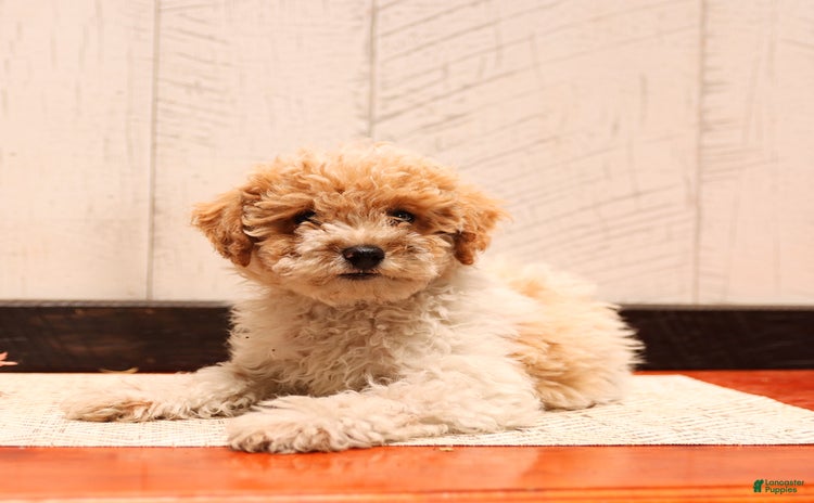 Bichpoo dogs for sale - Ad 4