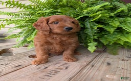 Mini Goldendoodle dogs for sale: Mini-logan - Image 22