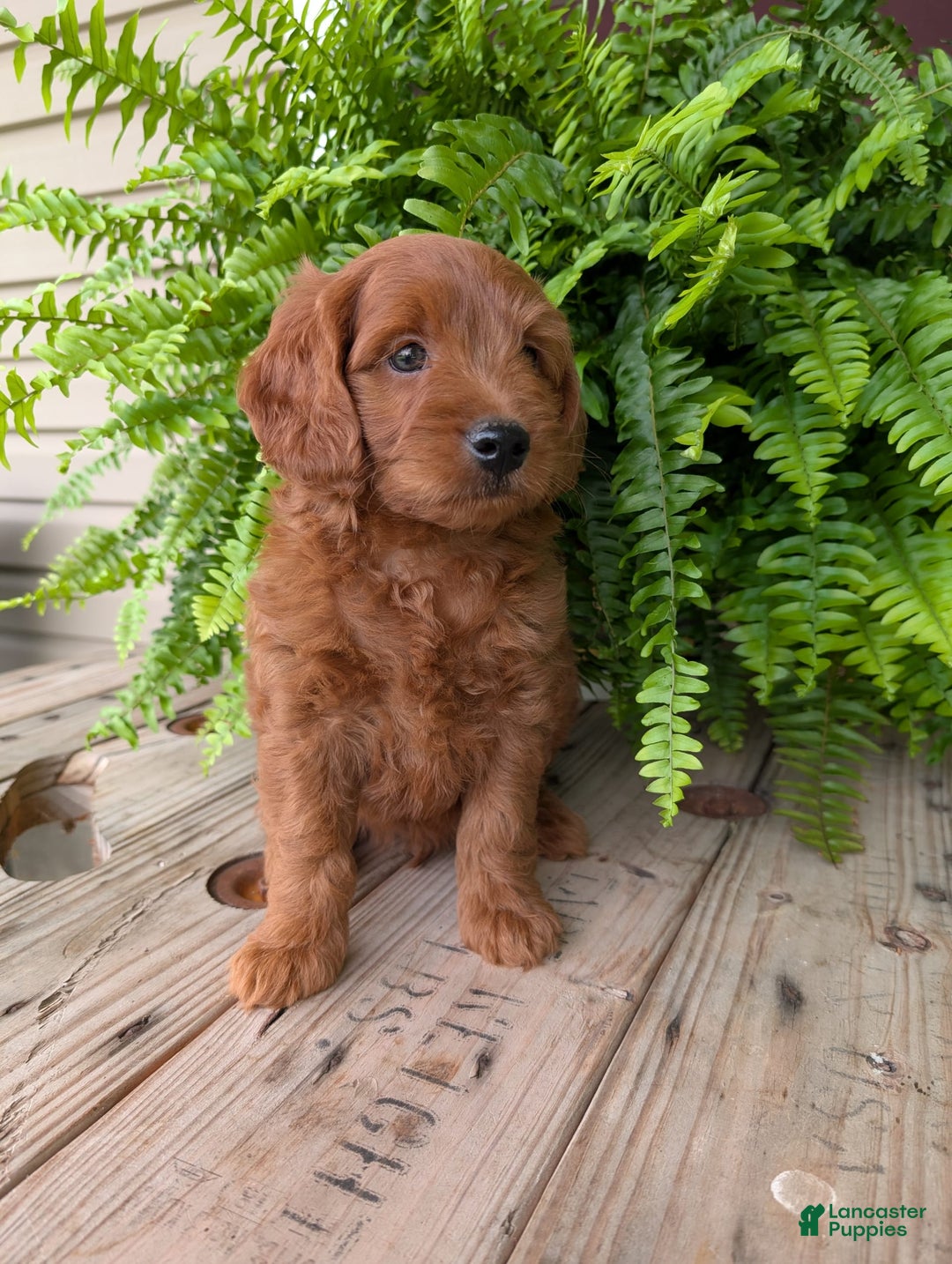 Mini Goldendoodle dogs for sale: Mini-logan - Image 22