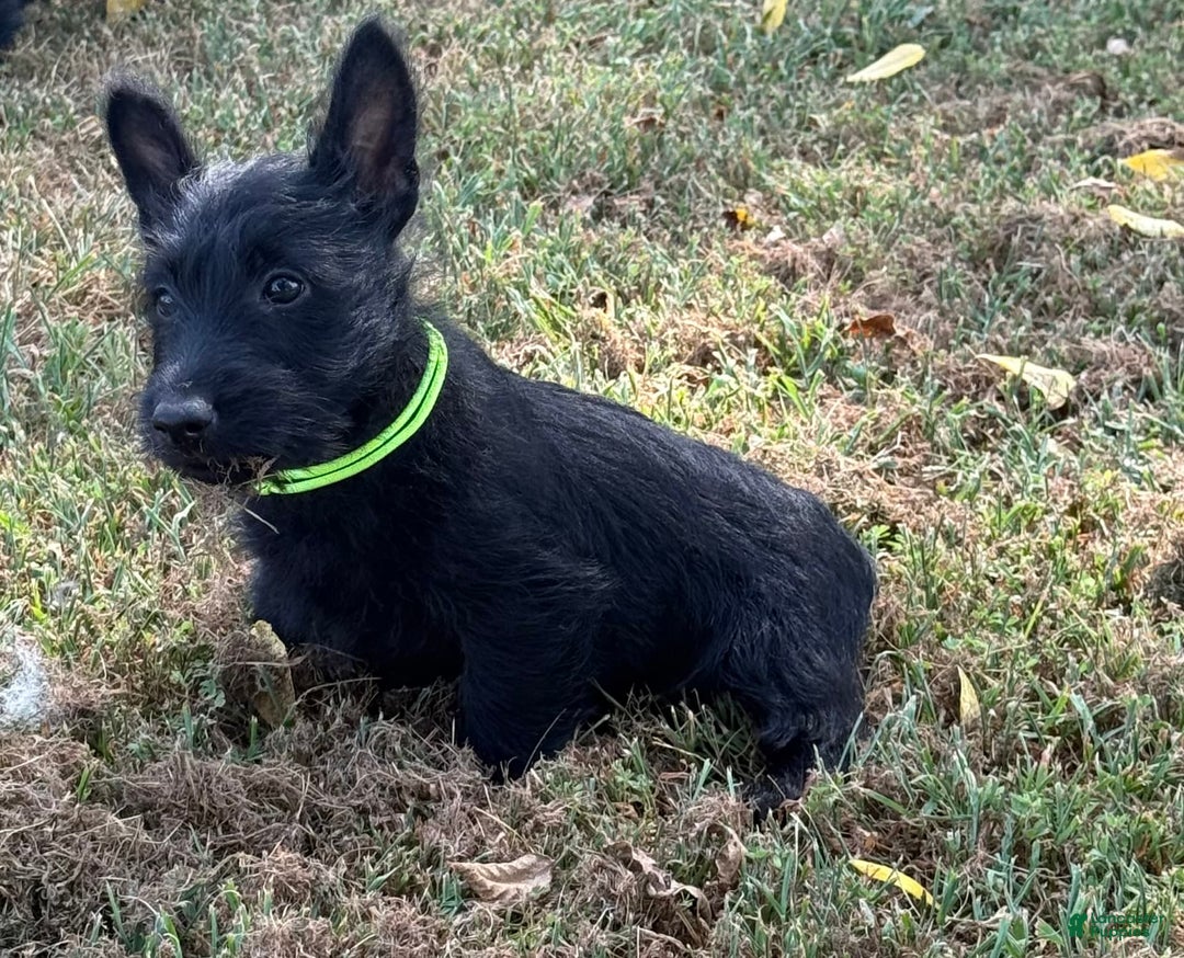 Scottish Terrier dogs for sale: Reese - Image 4