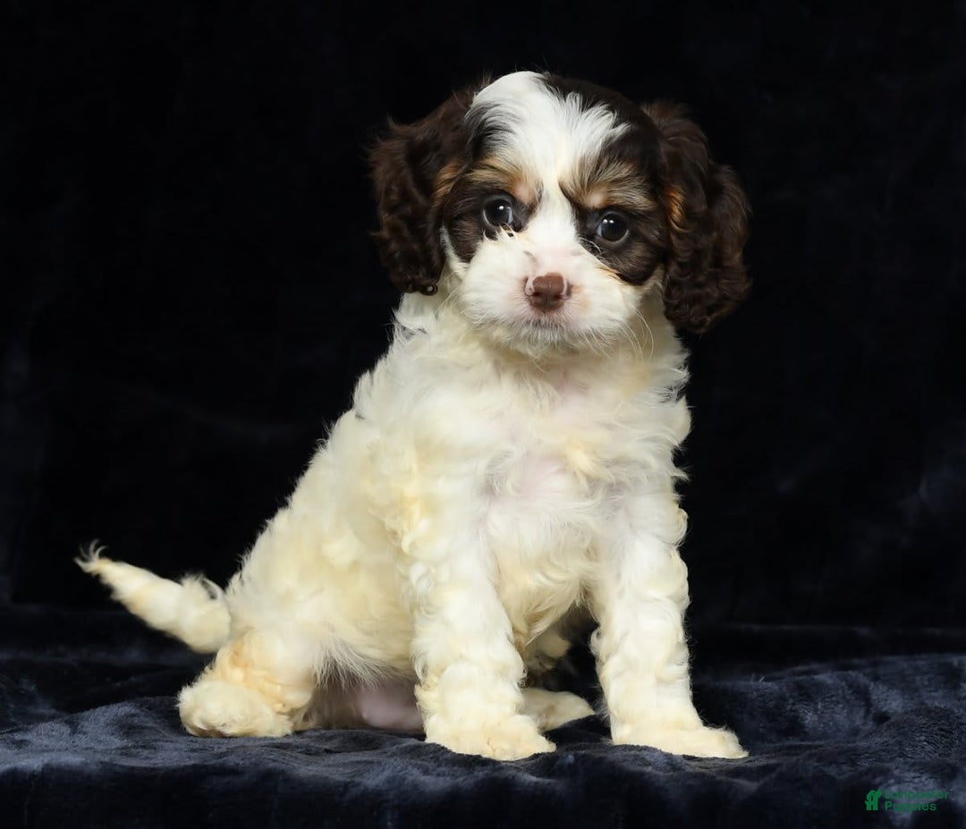 Cavapoo dogs for sale: Jenna - Image 2