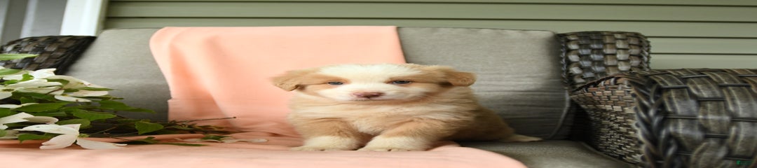 Elliot