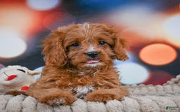 Cavapoo dogs for sale: Phoebe - Image 15