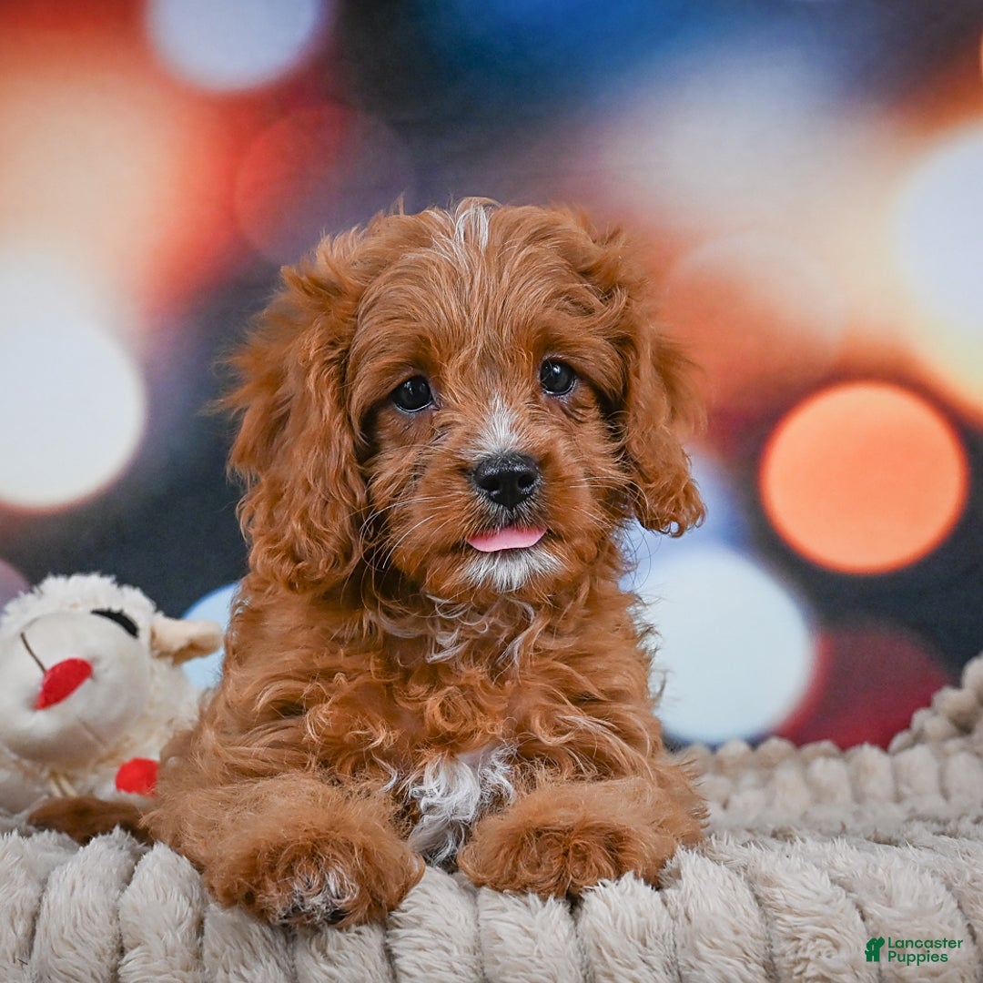 Cavapoo dogs for sale: Phoebe - Image 15