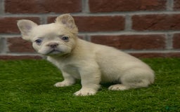 French Bulldog dogs for sale: Abby - Image 10