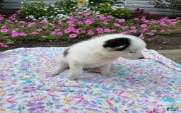 Pomsky dogs for sale: Dottie - Image 2