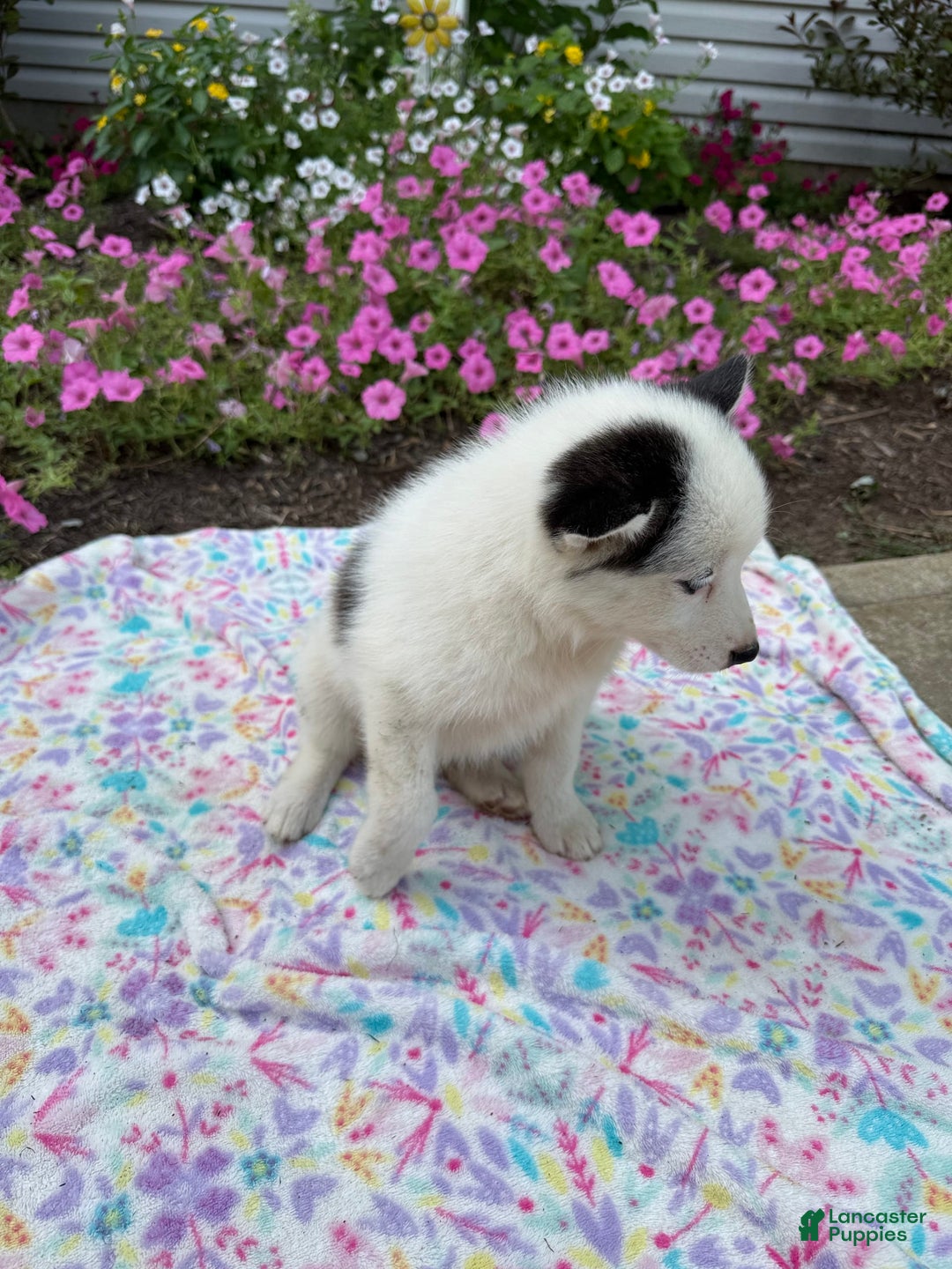 Pomsky dogs for sale: Dottie - Image 2