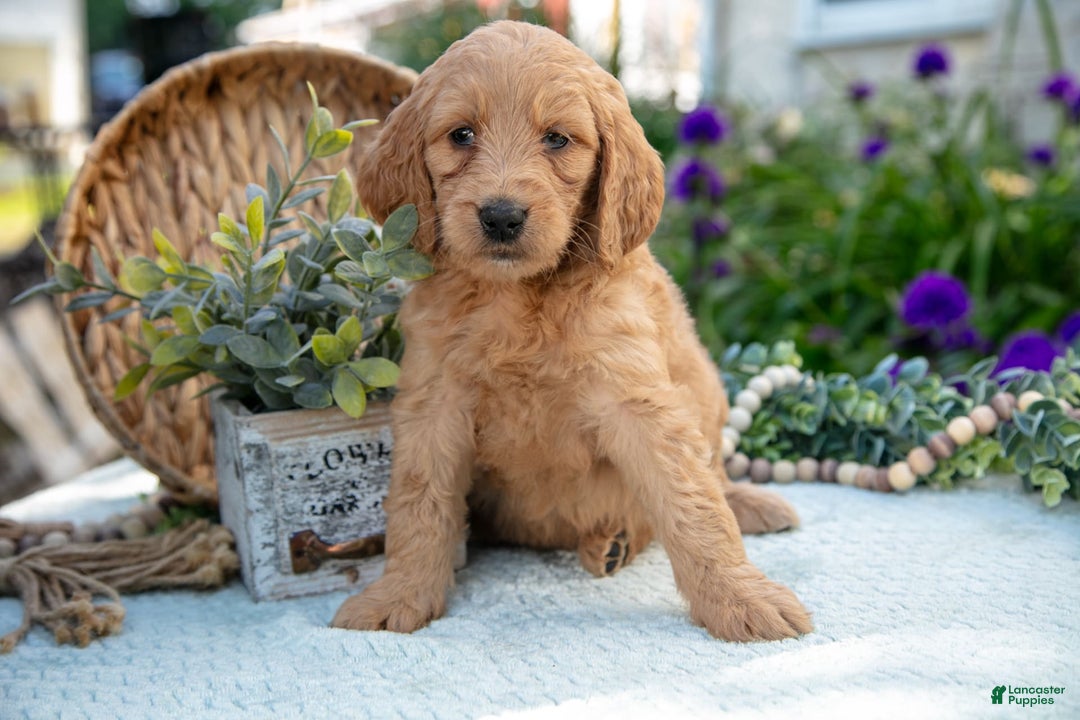 Goldendoodle dogs for sale: Thistle - Image 2