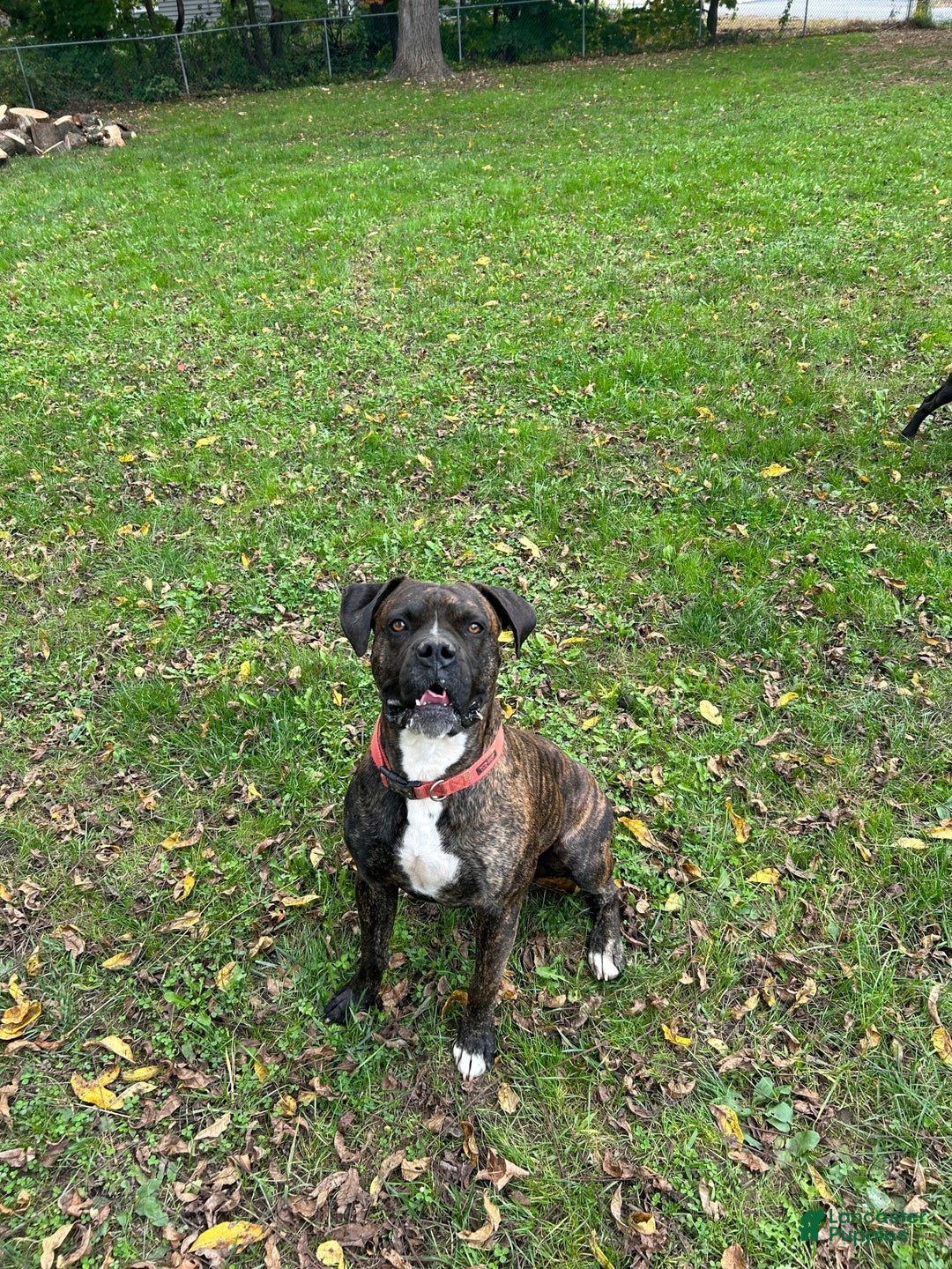 Boxer dogs for stud: Diesel - Image 2
